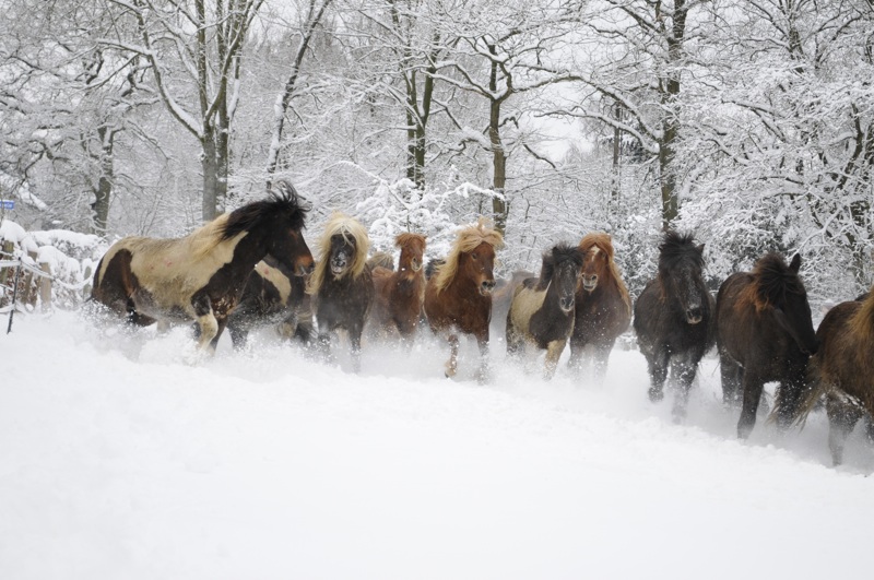 Hengsteherde Januar 2010